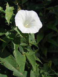 Attēlu rezultāti vaicājumam “Calystegia inflata flower”