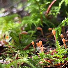 Attēlu rezultāti vaicājumam “Heyderia abietis”