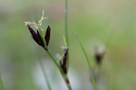 Attēlu rezultāti vaicājumam “Schoenus ferrugineus bud”
