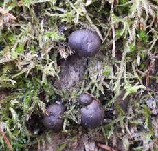 Attēlu rezultāti vaicājumam “Leiocolea rutheana sporophyte”