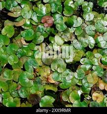 Attēlu rezultāti vaicājumam “Hydrocharis morsus-ranae bud”