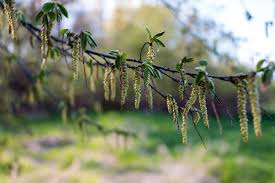 Attēlu rezultāti vaicājumam “Betula pubescens flower”