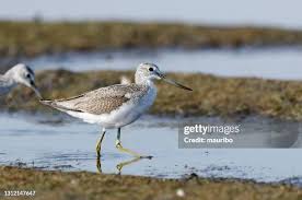 Attēlu rezultāti vaicājumam “Tringa nebularia”