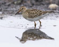 Image result for Calidris melanotos