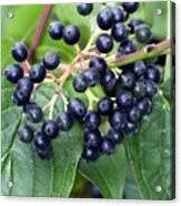 Attēlu rezultāti vaicājumam “Cornus sanguinea fruit”