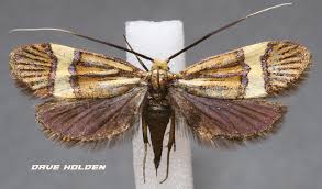 Attēlu rezultāti vaicājumam “Adelidae”