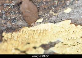 Attēlu rezultāti vaicājumam “Mycoacia fuscoatra”