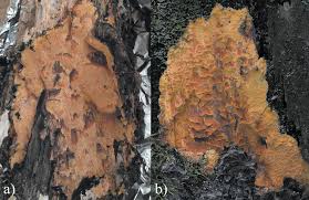 Attēlu rezultāti vaicājumam “Hapalopilus aurantiacus”