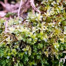 Attēlu rezultāti vaicājumam “Mnium stellare”