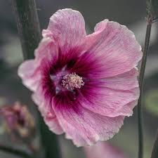 Attēlu rezultāti vaicājumam “Alcea rosea flower”
