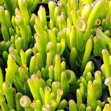 Image result for Crassula hobbit