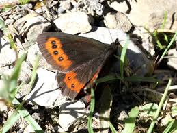 Attēlu rezultāti vaicājumam “Erebia ligea underside”