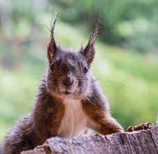 Attēlu rezultāti vaicājumam “Sciurus vulgaris”