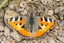 Attēlu rezultāti vaicājumam “Aglais urticae”