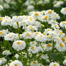 Image result for Tanacetum parthenium 'Tetraweiss'