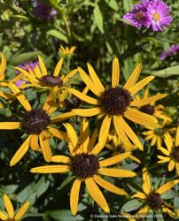 Image result for Rudbeckia fulgida