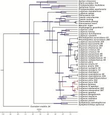 Image result for Lutjanus alexandrei