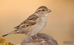 Image result for Passer domesticus