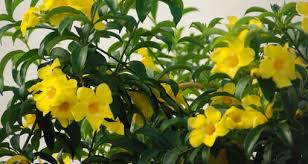 Attēlu rezultāti vaicājumam “Apocynaceae”