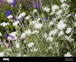 Image result for Lychnis coronaria alba