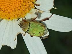 Attēlu rezultāti vaicājumam “Hoplia parvula imago”
