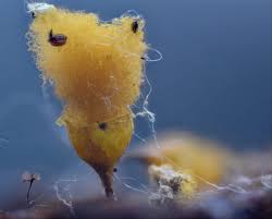 Attēlu rezultāti vaicājumam “Stemonitopsis typhina var. similis”