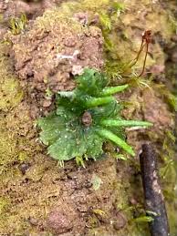 Attēlu rezultāti vaicājumam “Anthocerotopsida”