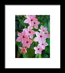 Image result for Nicotiana x sanderae