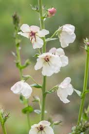 Attēlu rezultāti vaicājumam “Verbascum blattaria flower”