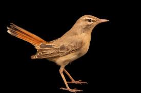 Image result for Cercotrichas galactotes