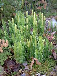 Attēlu rezultāti vaicājumam “Lycopodium annotinum”