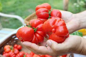 Afbeeldingsresultaat voor costoluto genovese tomato