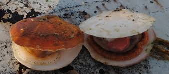 Image result for Placopecten magellanicus