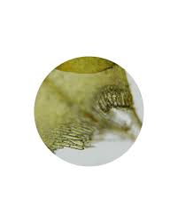 Attēlu rezultāti vaicājumam “Calliergon trifarium”