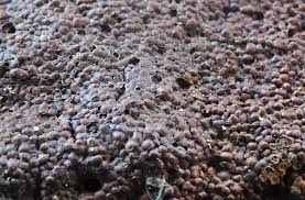 Attēlu rezultāti vaicājumam “Siphoptychium violaceum”