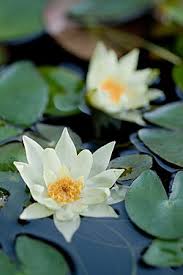 Attēlu rezultāti vaicājumam “Licea pygmaea”