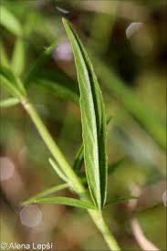 Attēlu rezultāti vaicājumam “Epilobium palustre fruit”