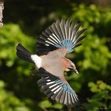 Attēlu rezultāti vaicājumam “Garrulus glandarius”