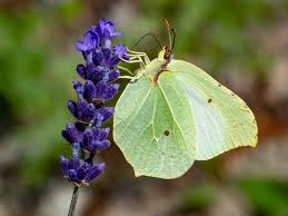 Attēlu rezultāti vaicājumam “Gonepteryx rhamni”