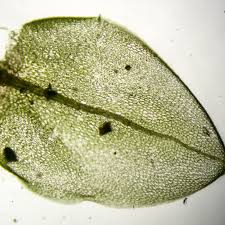 Attēlu rezultāti vaicājumam “Bryum schleicheri”