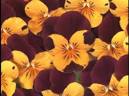 Attēlu rezultāti vaicājumam “Viola uliginosa flower”