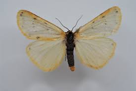 Attēlu rezultāti vaicājumam “Setina irrorella”