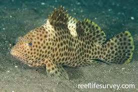 Image result for Epinephelus tukula