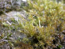 Attēlu rezultāti vaicājumam “Acaulon muticum”