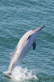 Image result for Delphinus delphis