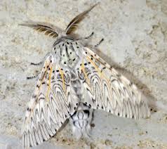 Attēlu rezultāti vaicājumam “Cerura vinula”