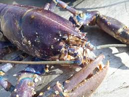 Image result for Homarus gammarus