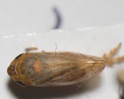 Attēlu rezultāti vaicājumam “Neophilaenus lineatus”