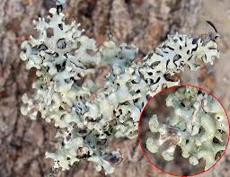 Attēlu rezultāti vaicājumam “Hypogymnia tubulosa”