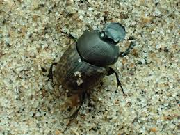 Attēlu rezultāti vaicājumam “Aegialia arenaria”